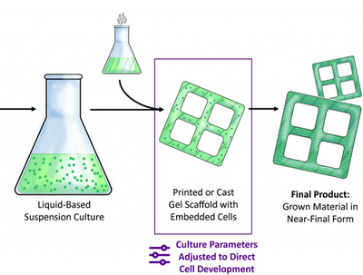 科學(xué)家開發(fā)出未來可生產(chǎn)生態(tài)友好型家具的新型3D雙色木材材料