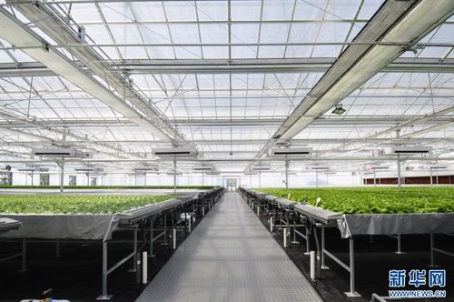 強(qiáng)信心 走進(jìn)百企丨果蔬住上 科技房 智慧農(nóng)業(yè) 種 出新花樣